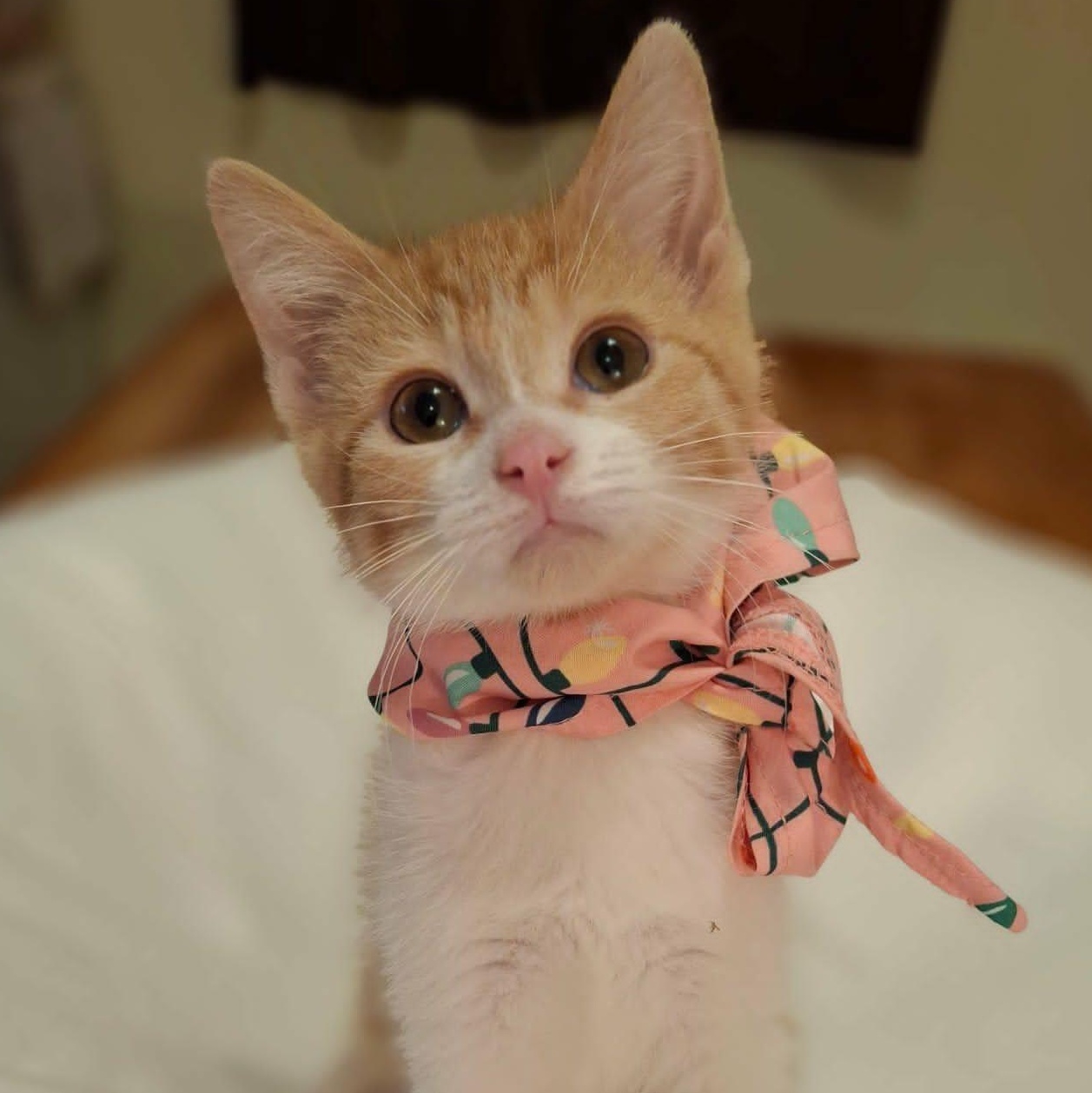 Tangerine, adoptable, Kitten Female Domestic Short Hair.
