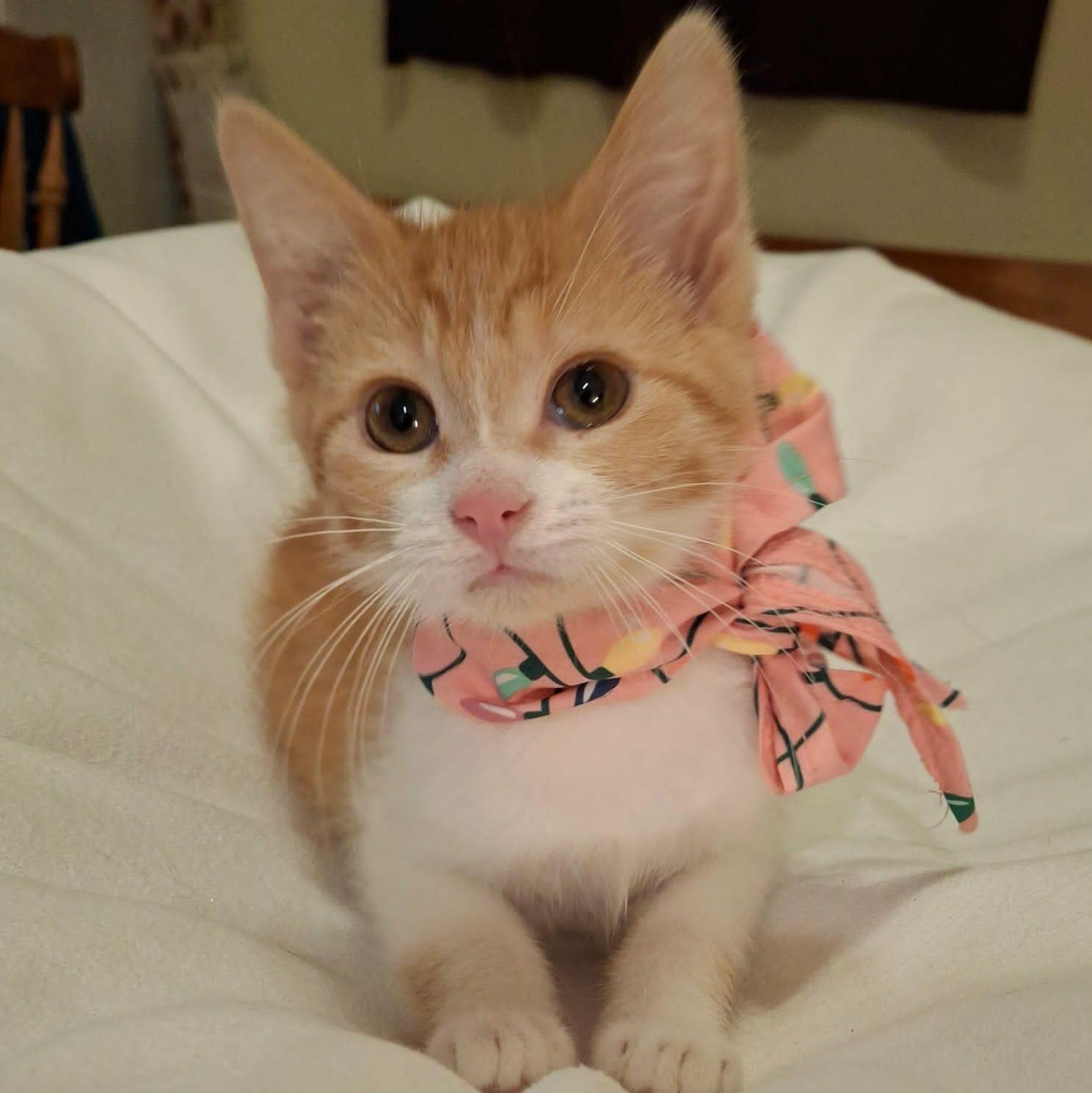 Tangerine, an adoptable Domestic Short Hair in Watertown, WI image 4/4