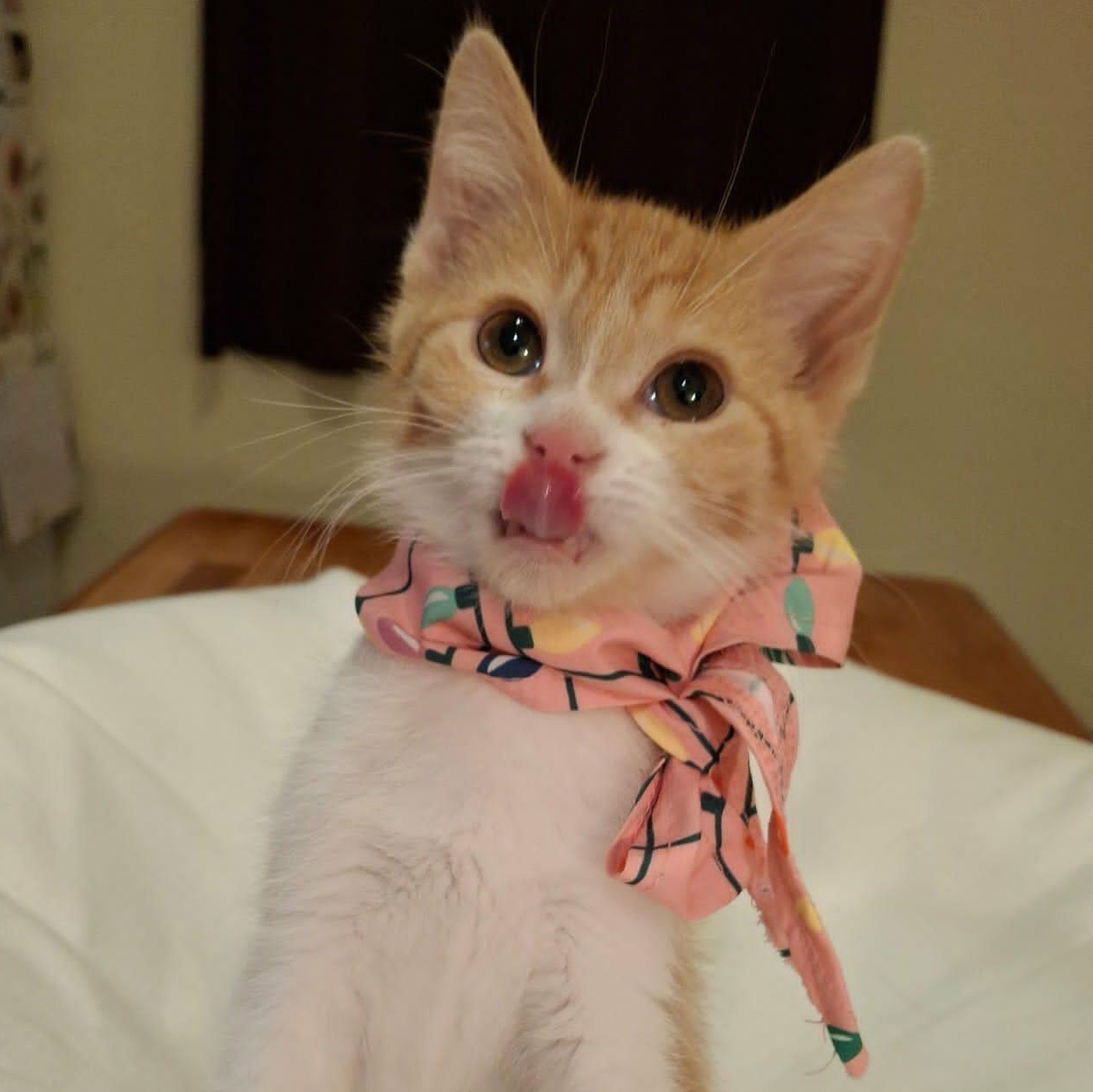 Tangerine, an adoptable Domestic Short Hair in Watertown, WI image 3/4