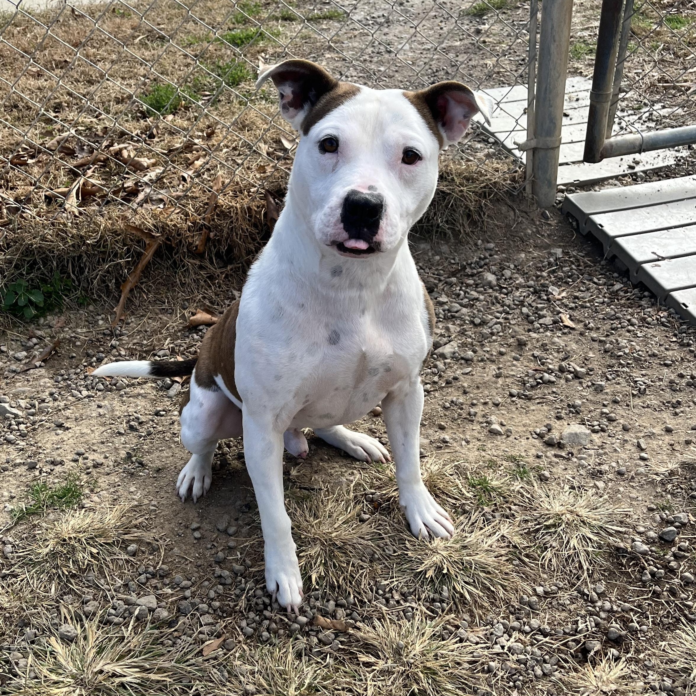 Peanut, a Adoptable Terrier in Blackstone, VA image 1/4