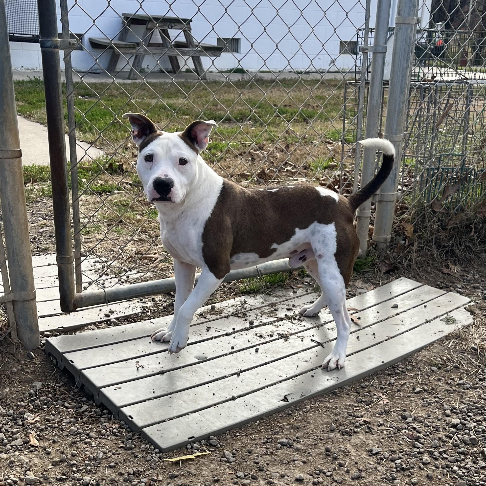 Peanut, a Adoptable Terrier in Blackstone, VA image 2/4