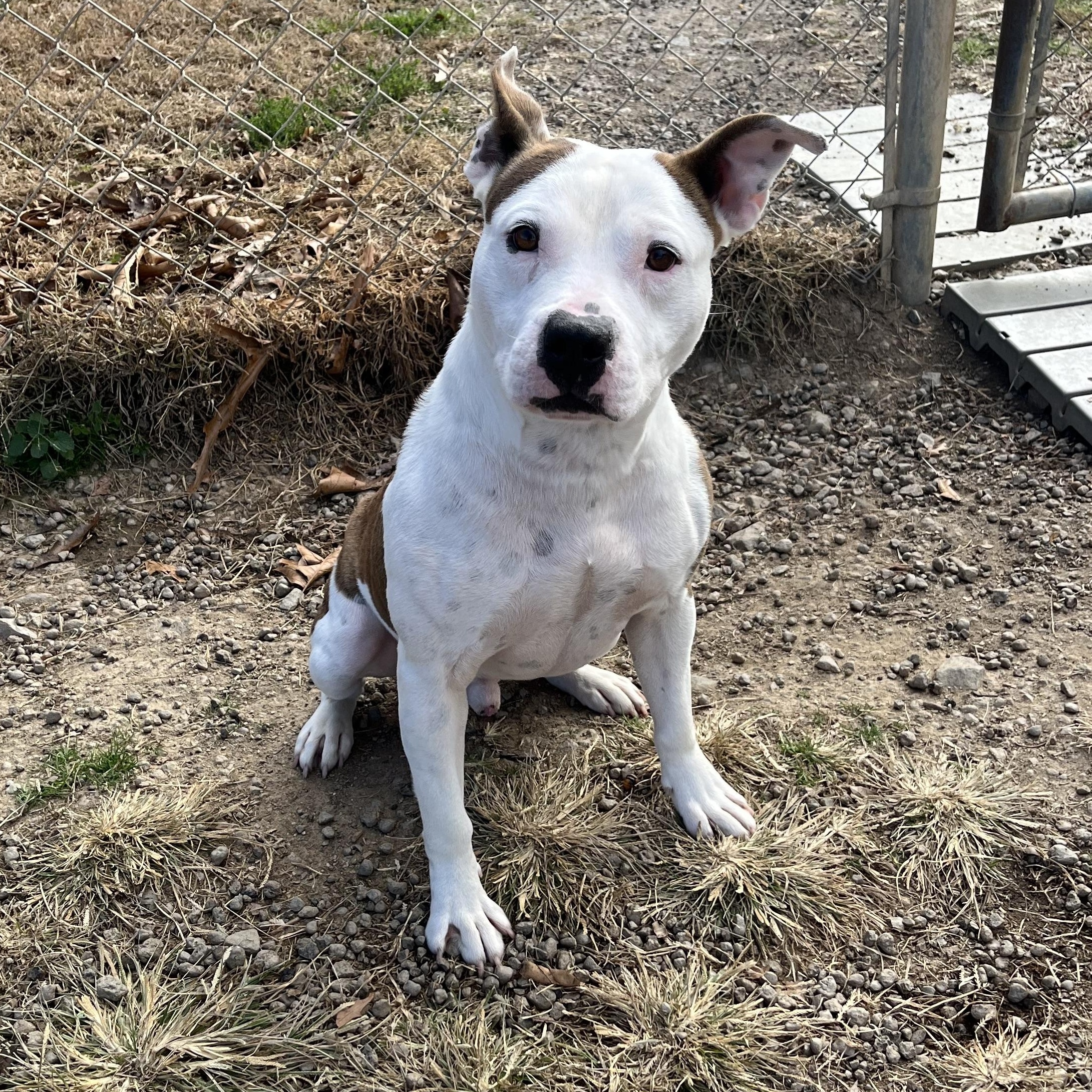 Peanut, a Adoptable Terrier in Blackstone, VA image 3/4