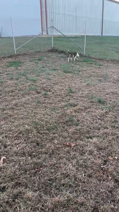 Enlarge Peanut, a Adoptable Terrier in Blackstone, VA video 4/4