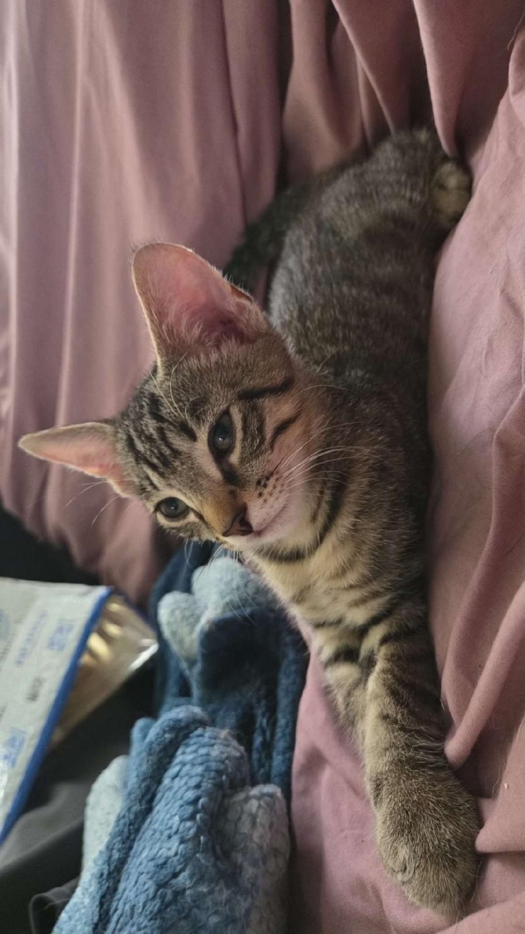 Demetri and Alastor BONDED BROTHERS, a ADOPTABLE Domestic Short Hair in Mount Vernon, OH image 2/4