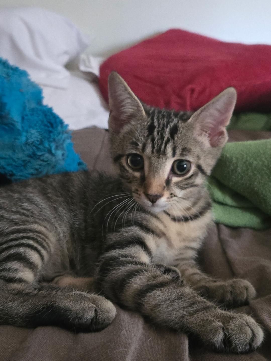 Demetri and Alastor BONDED BROTHERS, a ADOPTABLE Domestic Short Hair in Mount Vernon, OH image 3/4