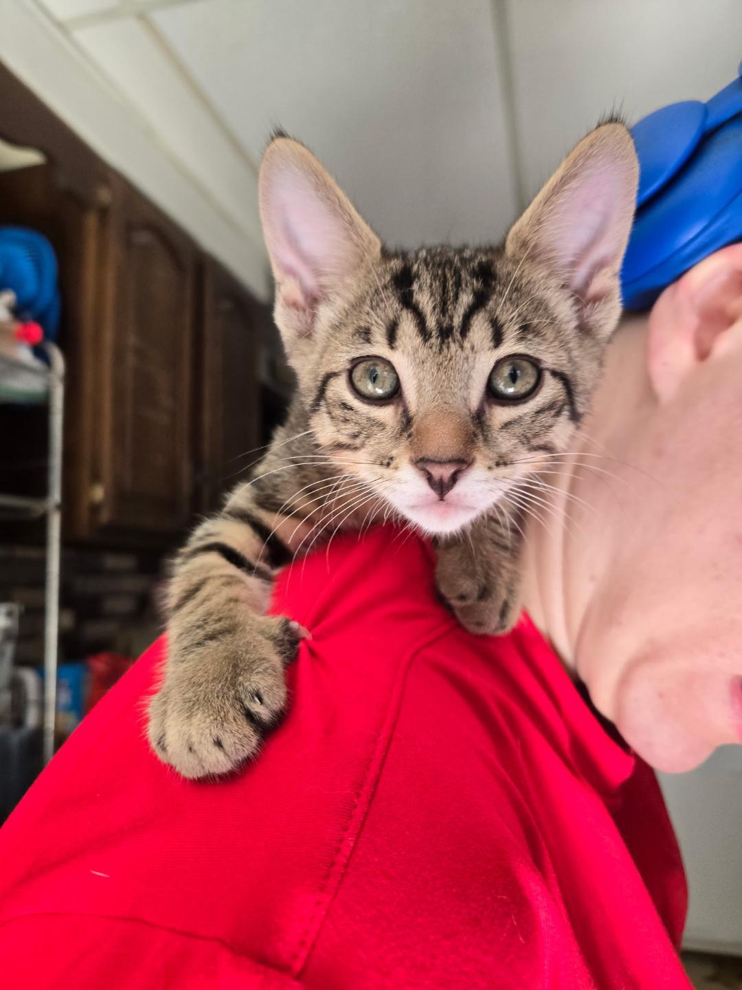Demetri and Alastor BONDED BROTHERS, ADOPTABLE, Young Male Domestic Short Hair.