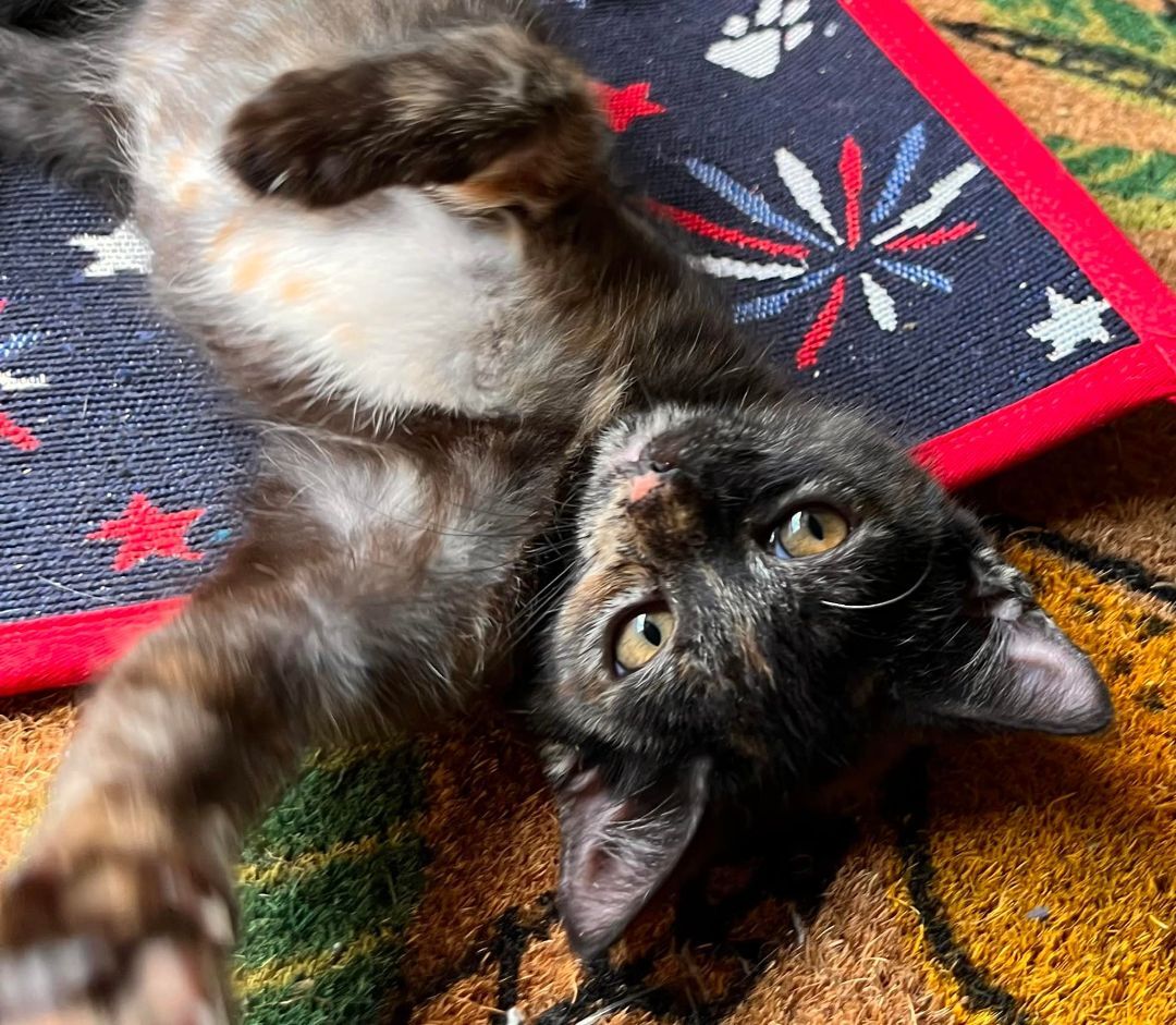 Ella Fitz Grrald, Adoptable, Adult Female Domestic Short Hair.