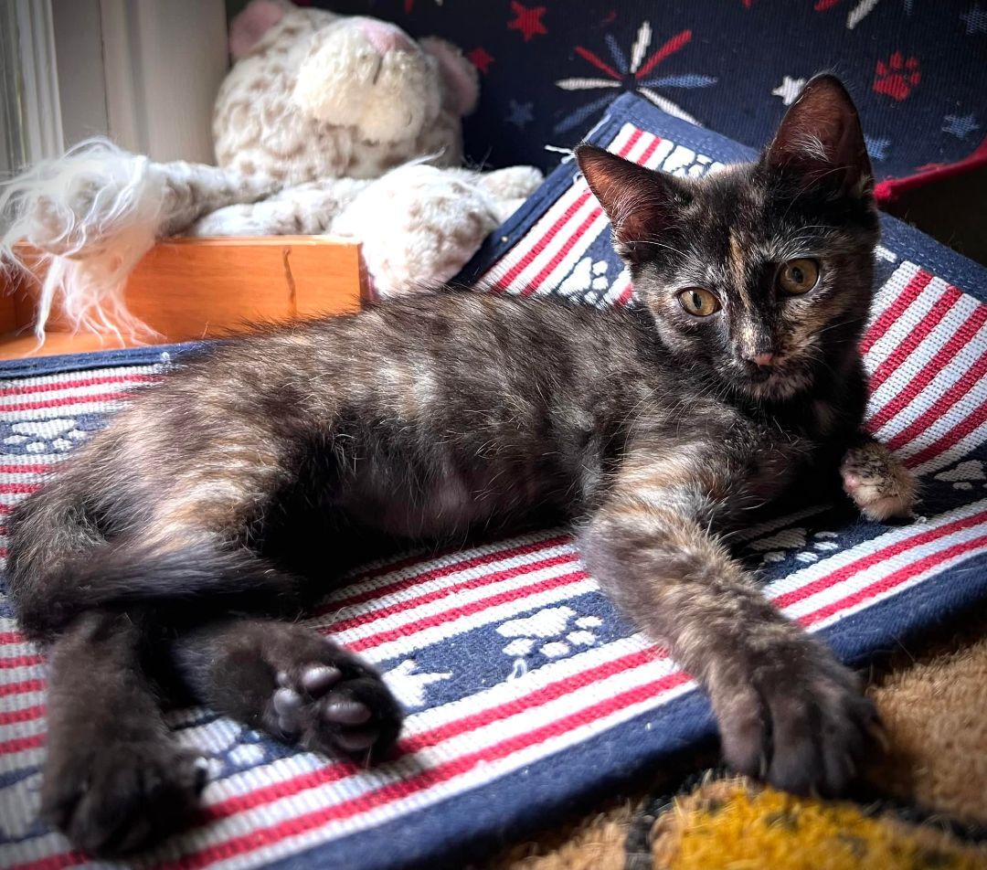 Ella Fitz Grrald, a Adoptable Domestic Short Hair in Fort Worth, TX image 2/2