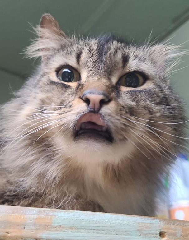 Dirt, Adoptable, Adult Male Domestic Long Hair.