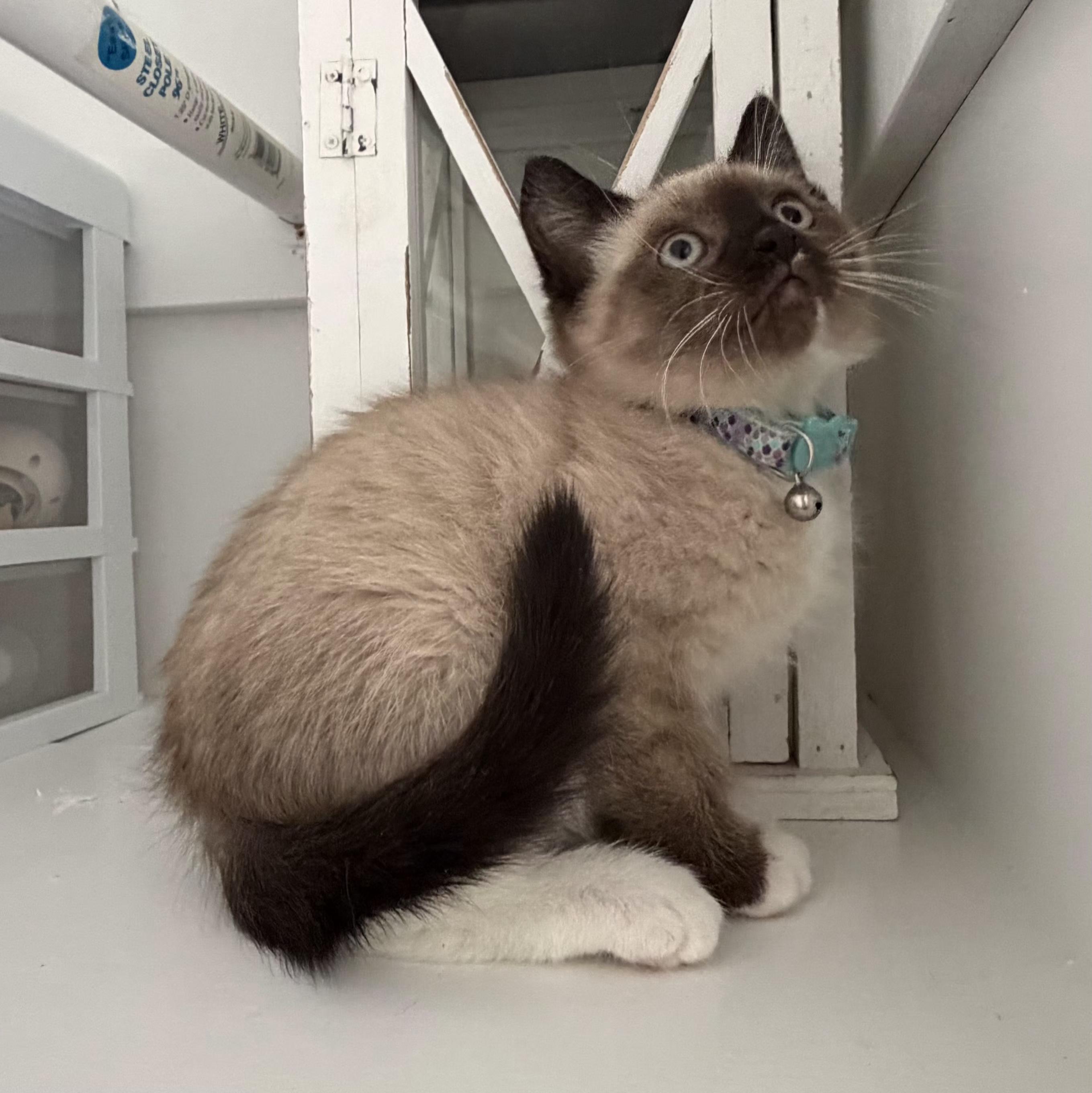 Murphy, an adopted Domestic Short Hair in Grand Rapids, MI image 5/6