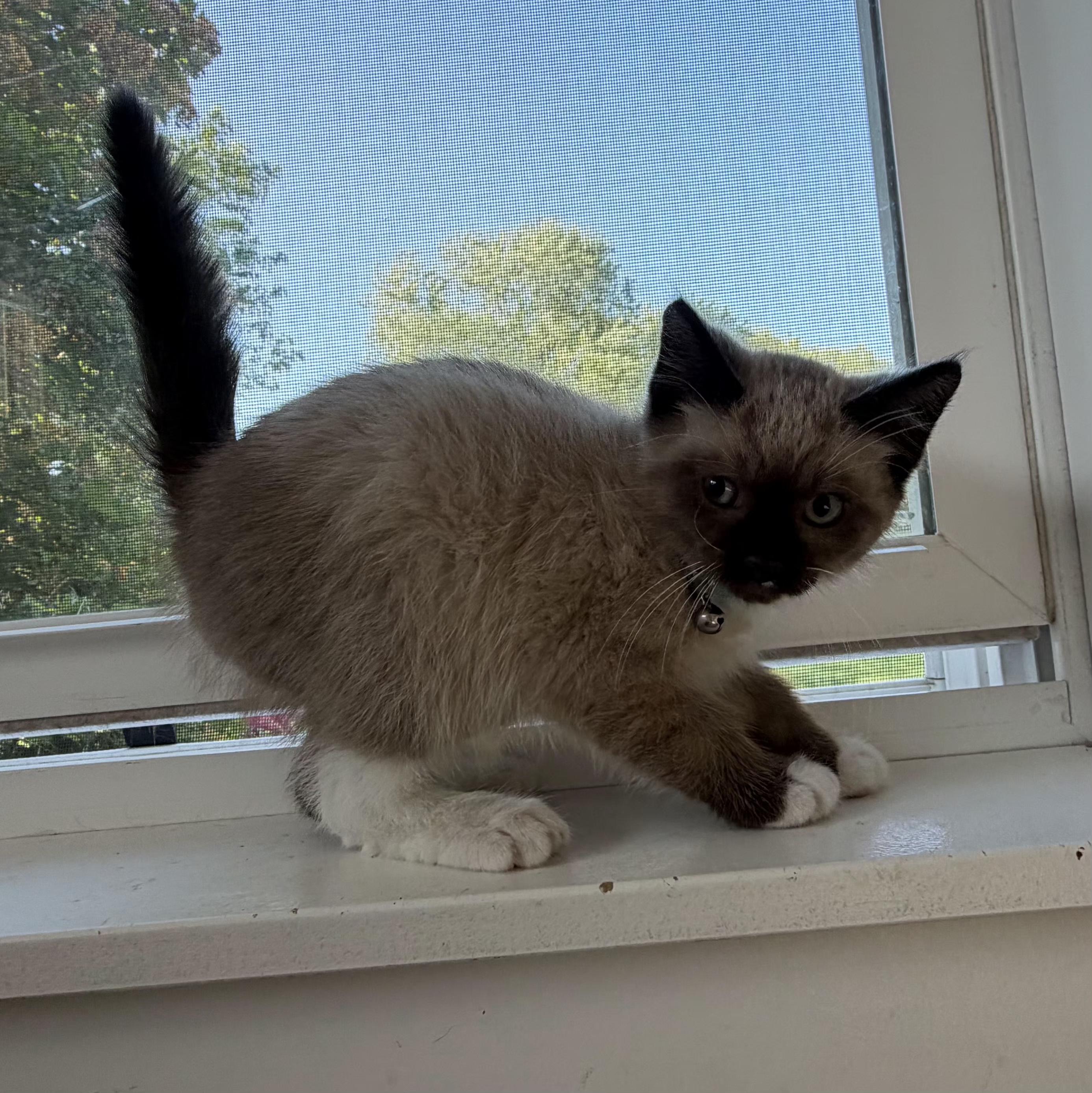 Murphy, an adopted Domestic Short Hair in Grand Rapids, MI image 3/6
