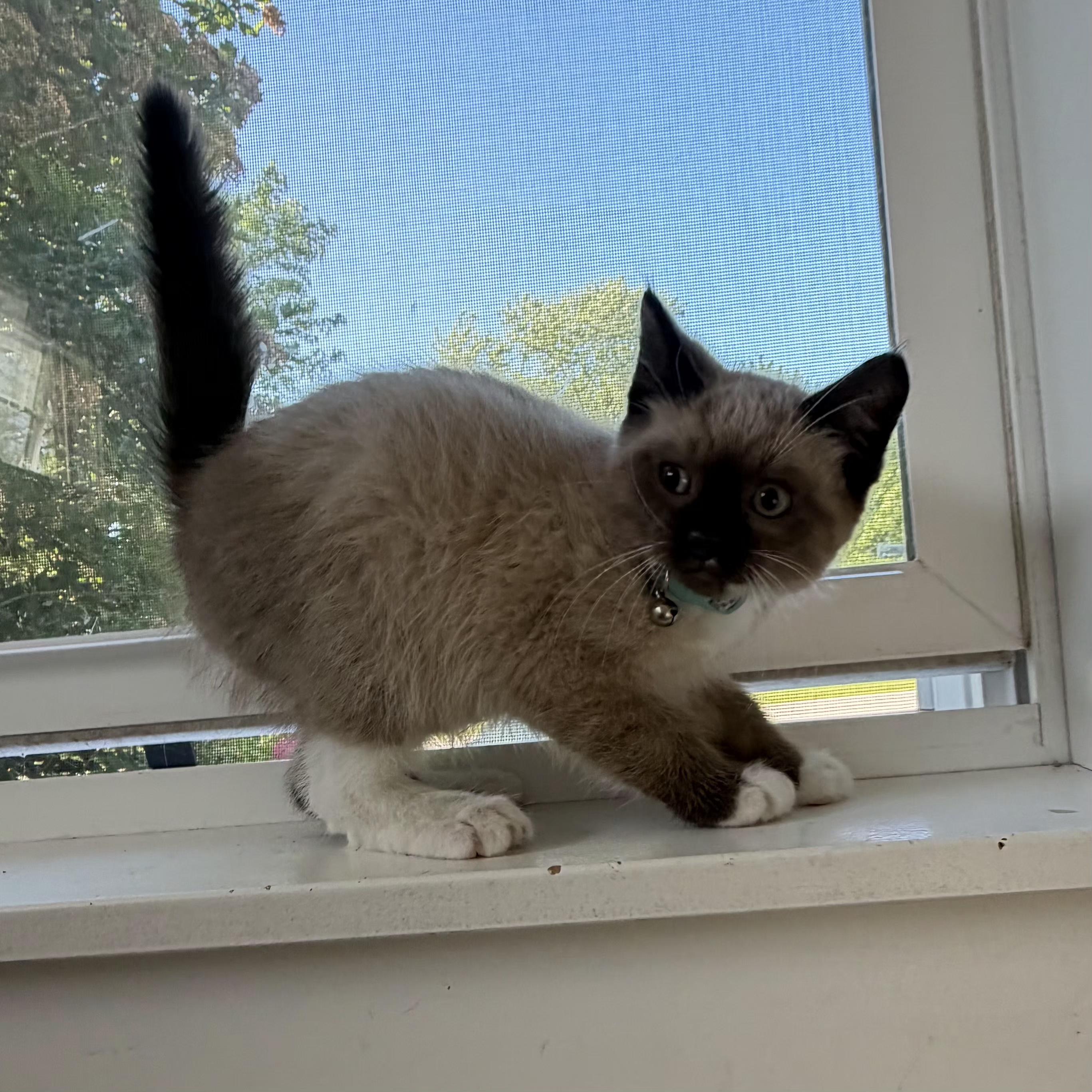 Murphy, an adopted Domestic Short Hair in Grand Rapids, MI image 2/6