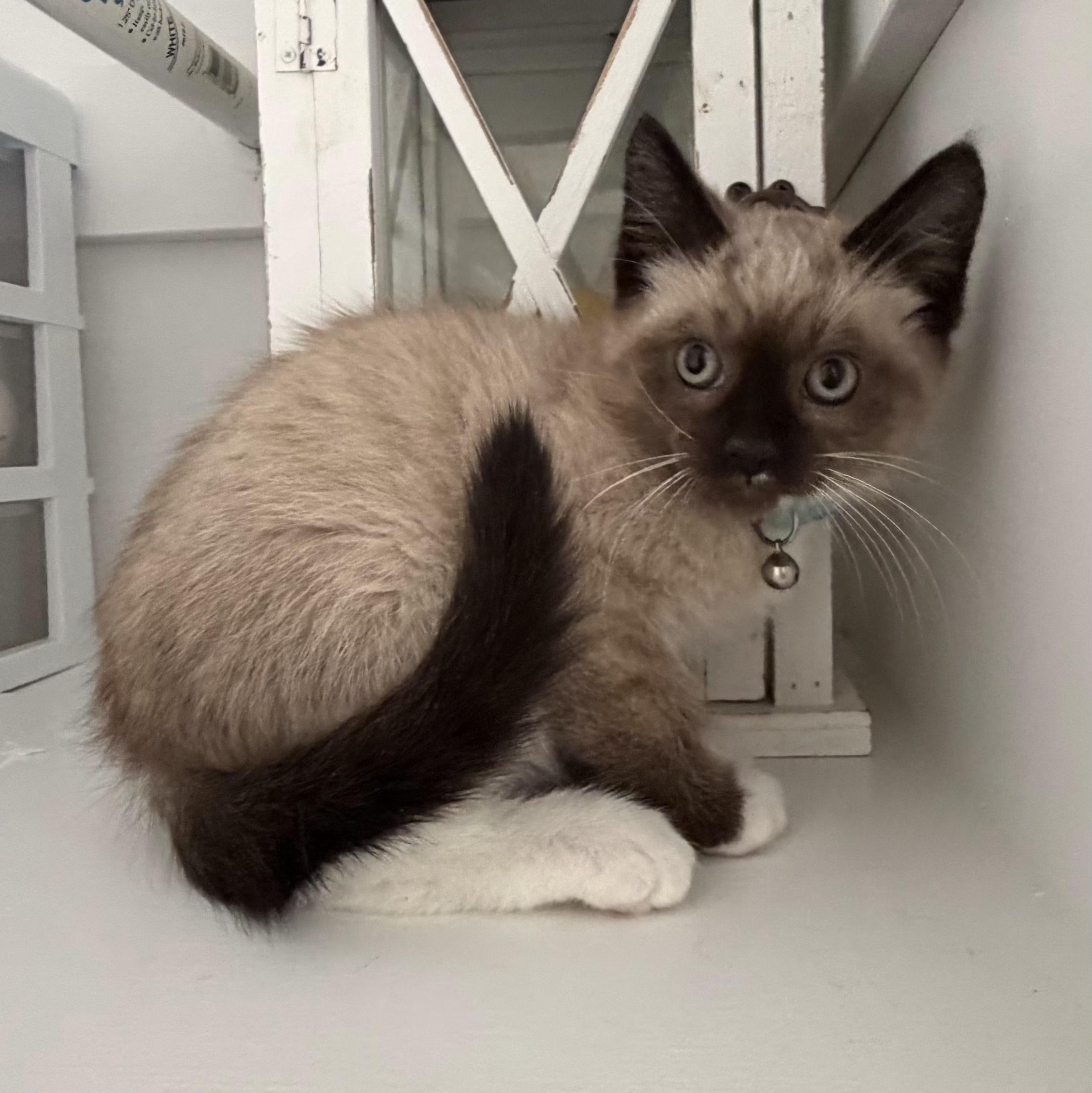 Murphy, adopted, Kitten Male Domestic Short Hair.