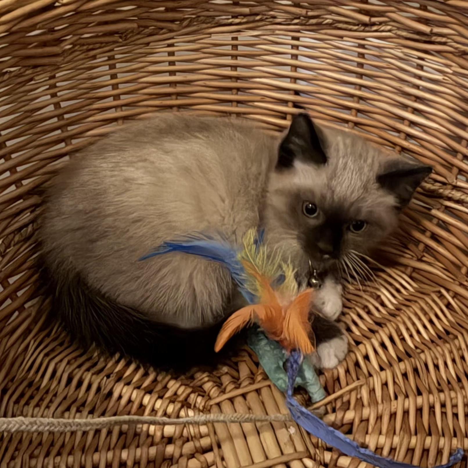 Murphy, an adopted Domestic Short Hair in Grand Rapids, MI image 6/6