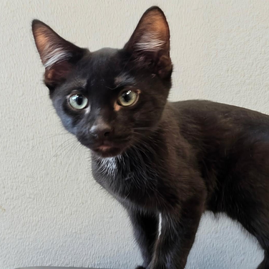 Connor, ADOPTABLE, Kitten Male Domestic Short Hair.