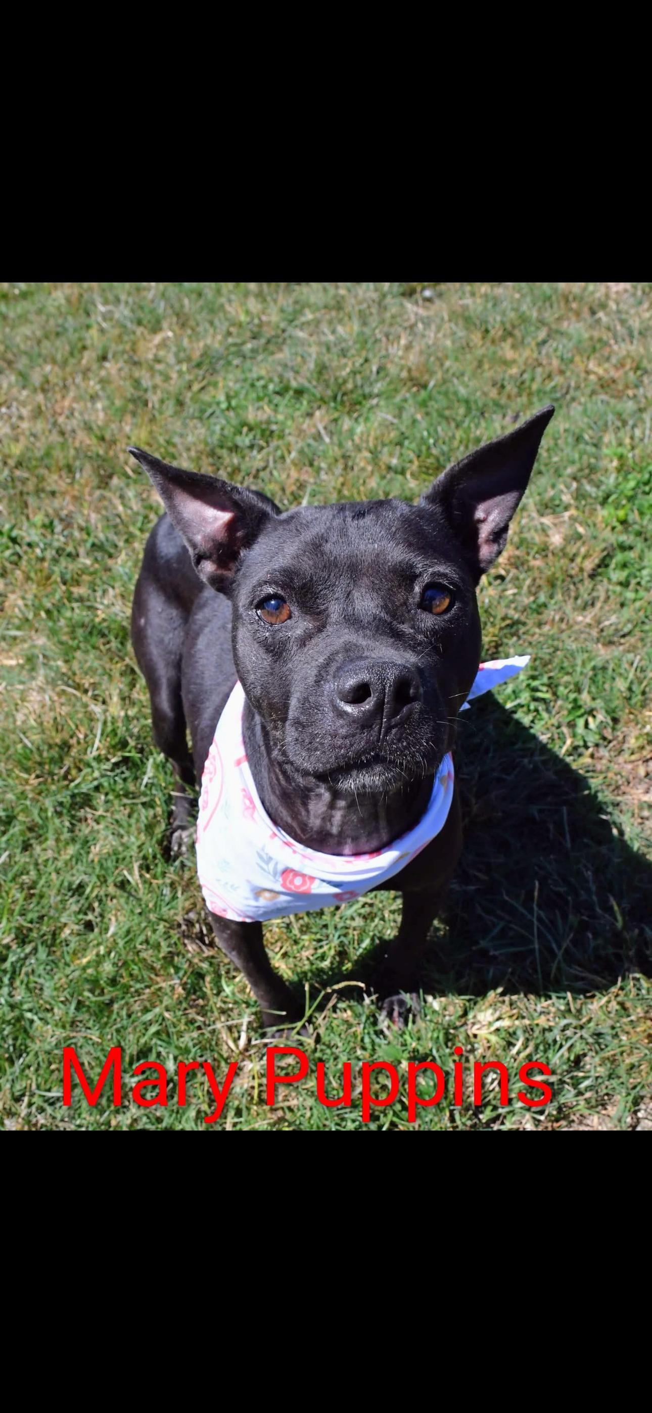 Enlarge Mary, a ADOPTABLE mixed breed in Bronson, TX image 1/1