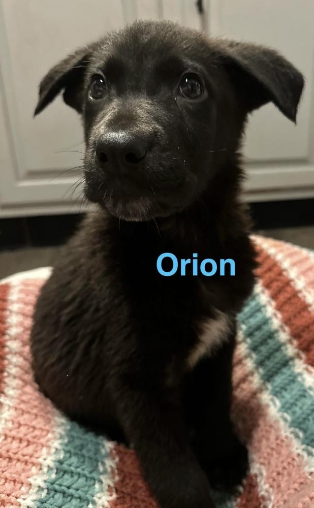 Enlarge Orion, a Adoptable mixed breed in Cheektowaga, NY image 1/2