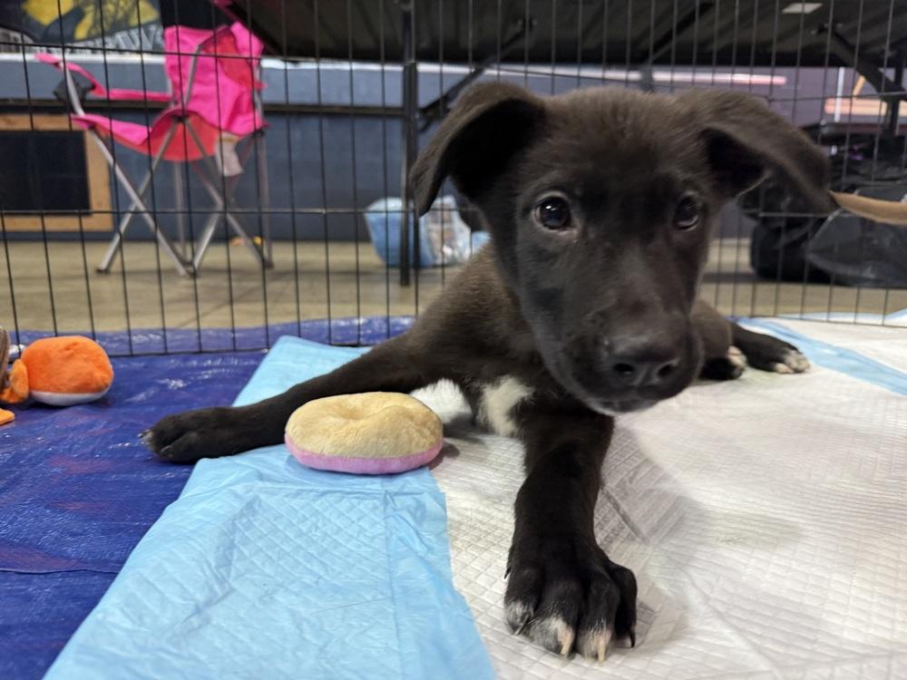 Enlarge Orion, a Adoptable mixed breed in Cheektowaga, NY image 2/2