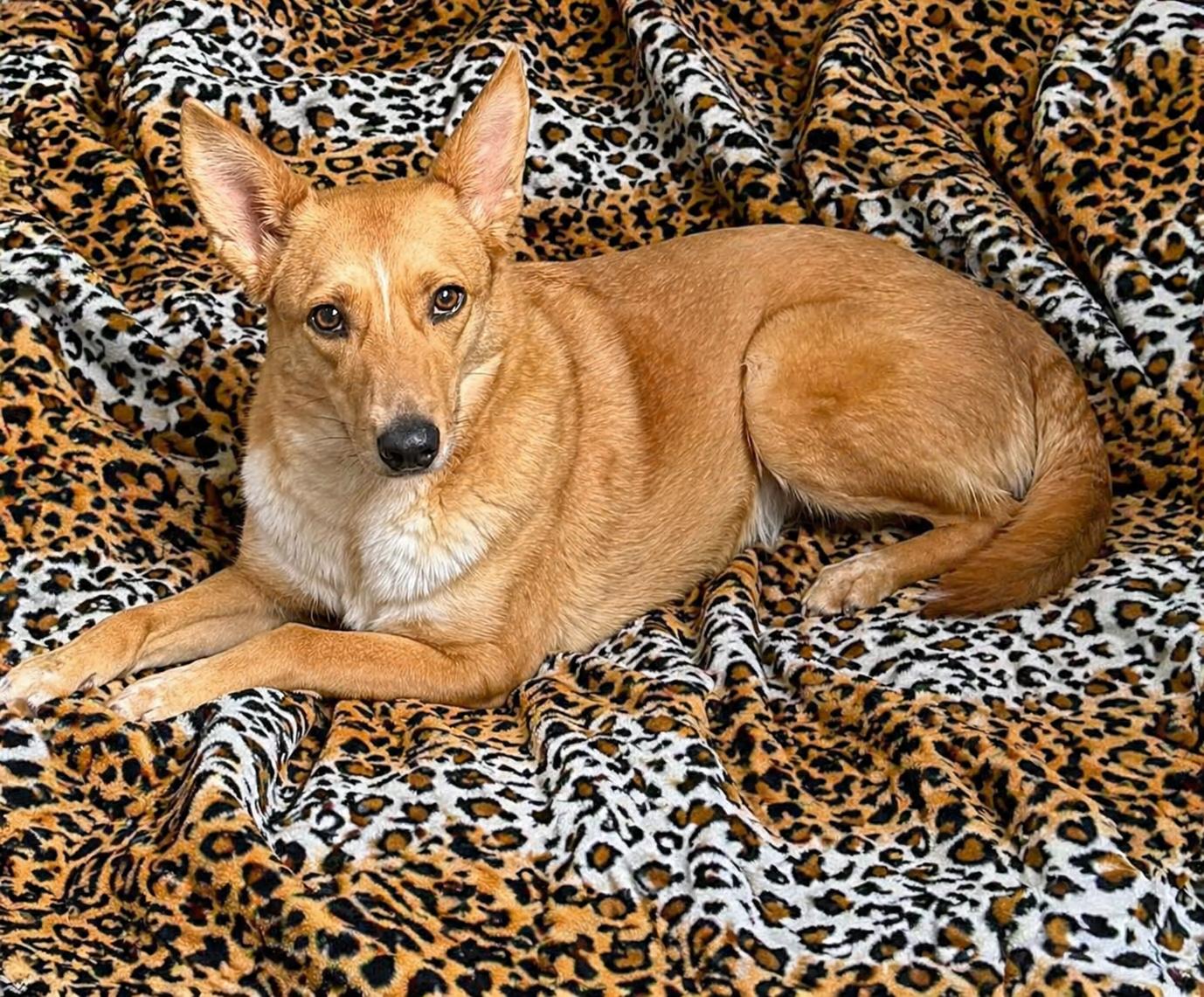 Enlarge Sallie Mae, a Adoptable mixed breed in Atchison, KS image 1/1