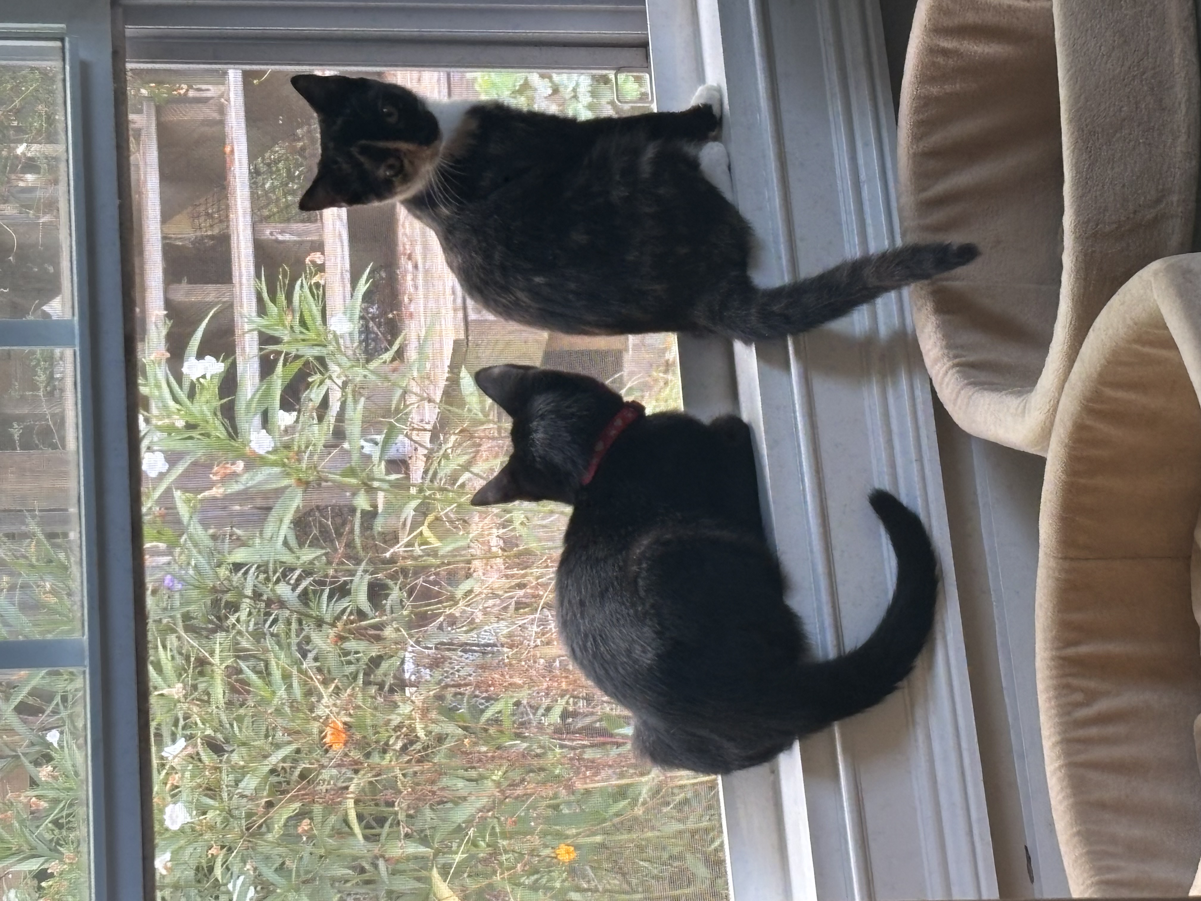 Zephyr, a Adopted mixed breed in Atlanta, GA image 2/6