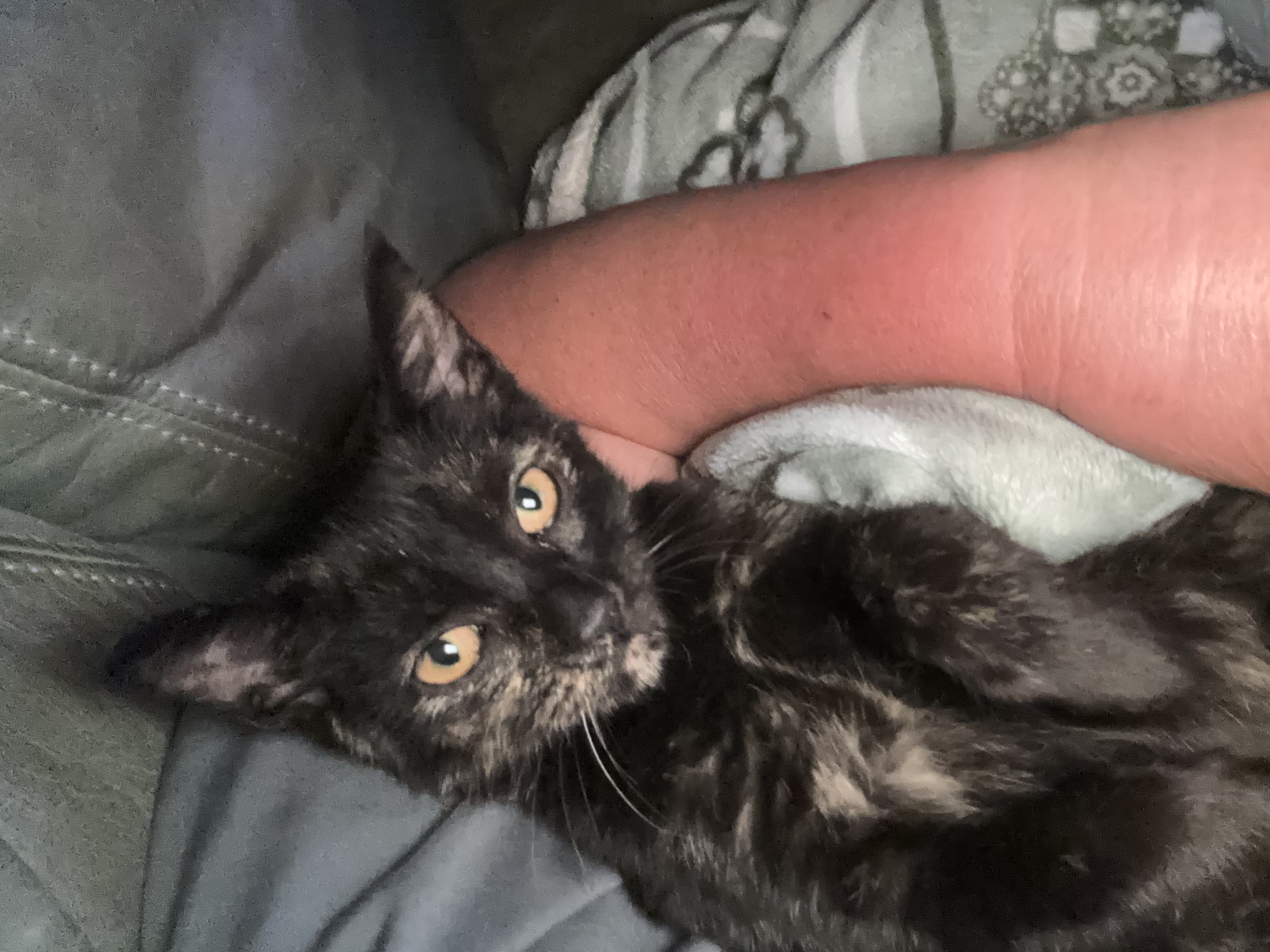 Zephyr, a Adopted mixed breed in Atlanta, GA image 6/6