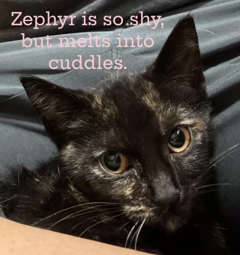Zephyr thumbnail 3