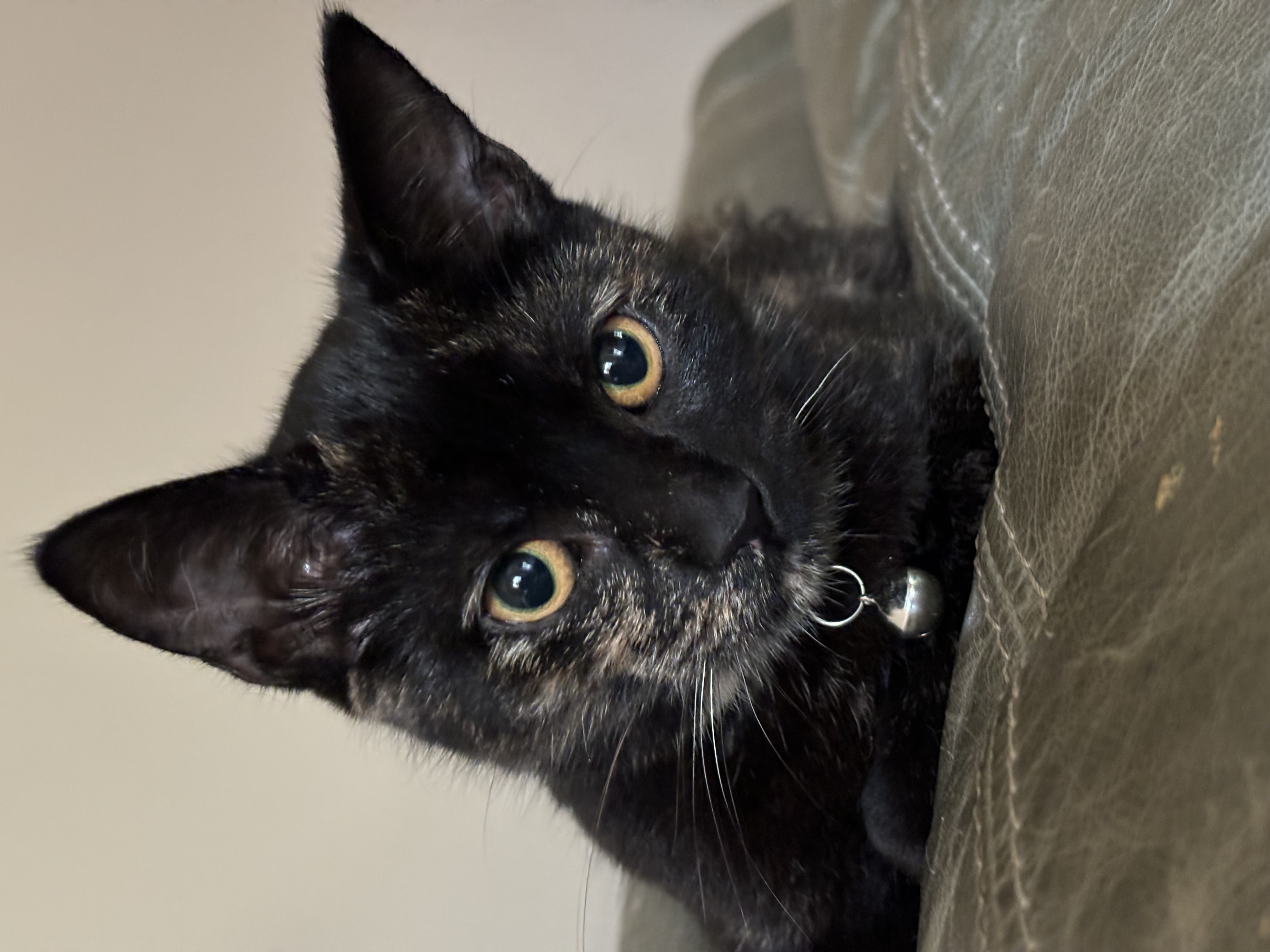 Zephyr, a Adopted mixed breed in Atlanta, GA image 1/6