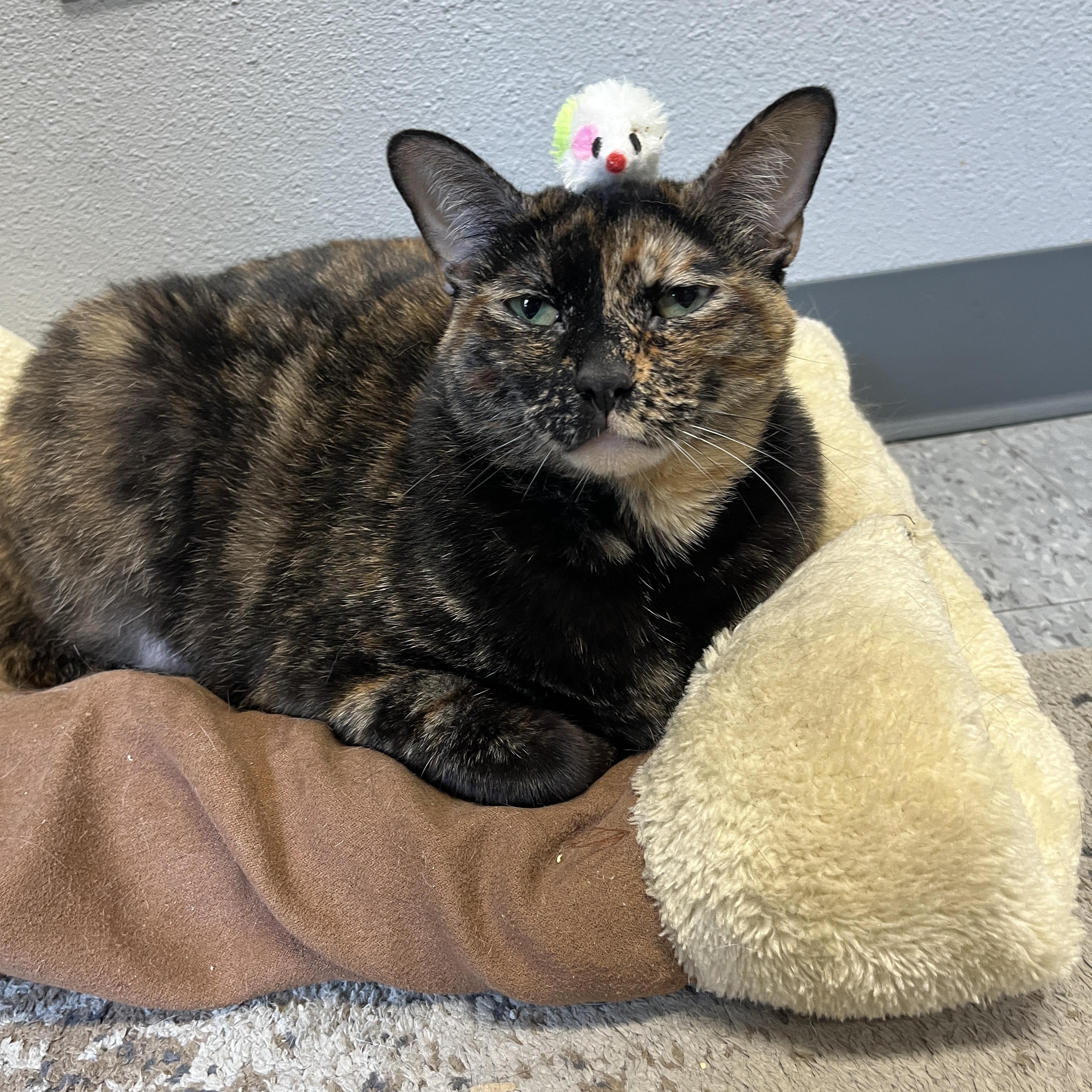 Stella, Adoptable, Adult Female Tortoiseshell.