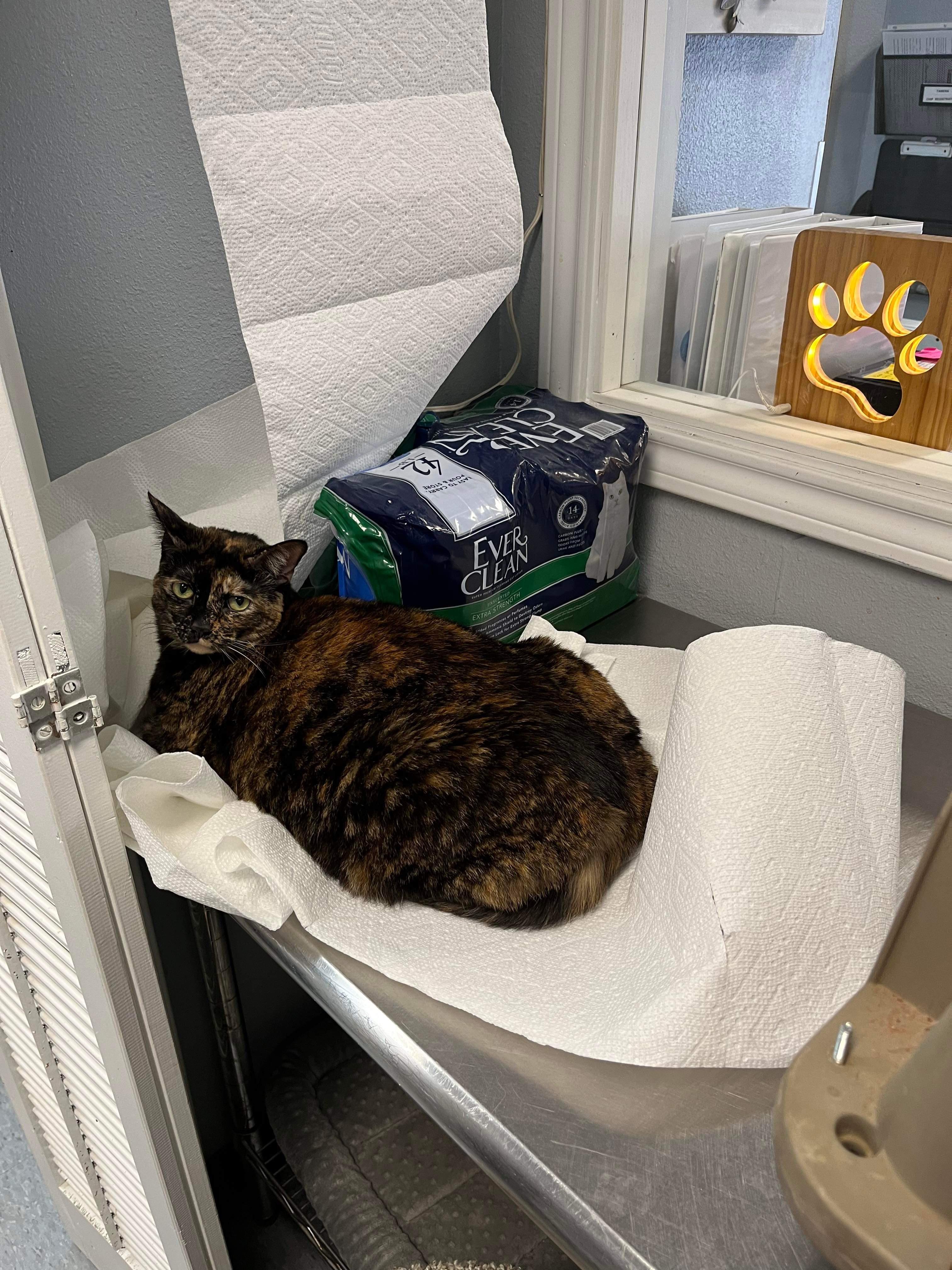 Enlarge Stella, a Adoptable Tortoiseshell in Weatherford, TX image 2/5