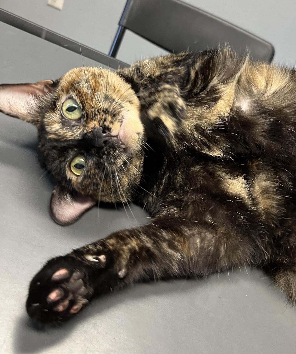 Enlarge Stella, a Adoptable Tortoiseshell in Weatherford, TX image 3/5