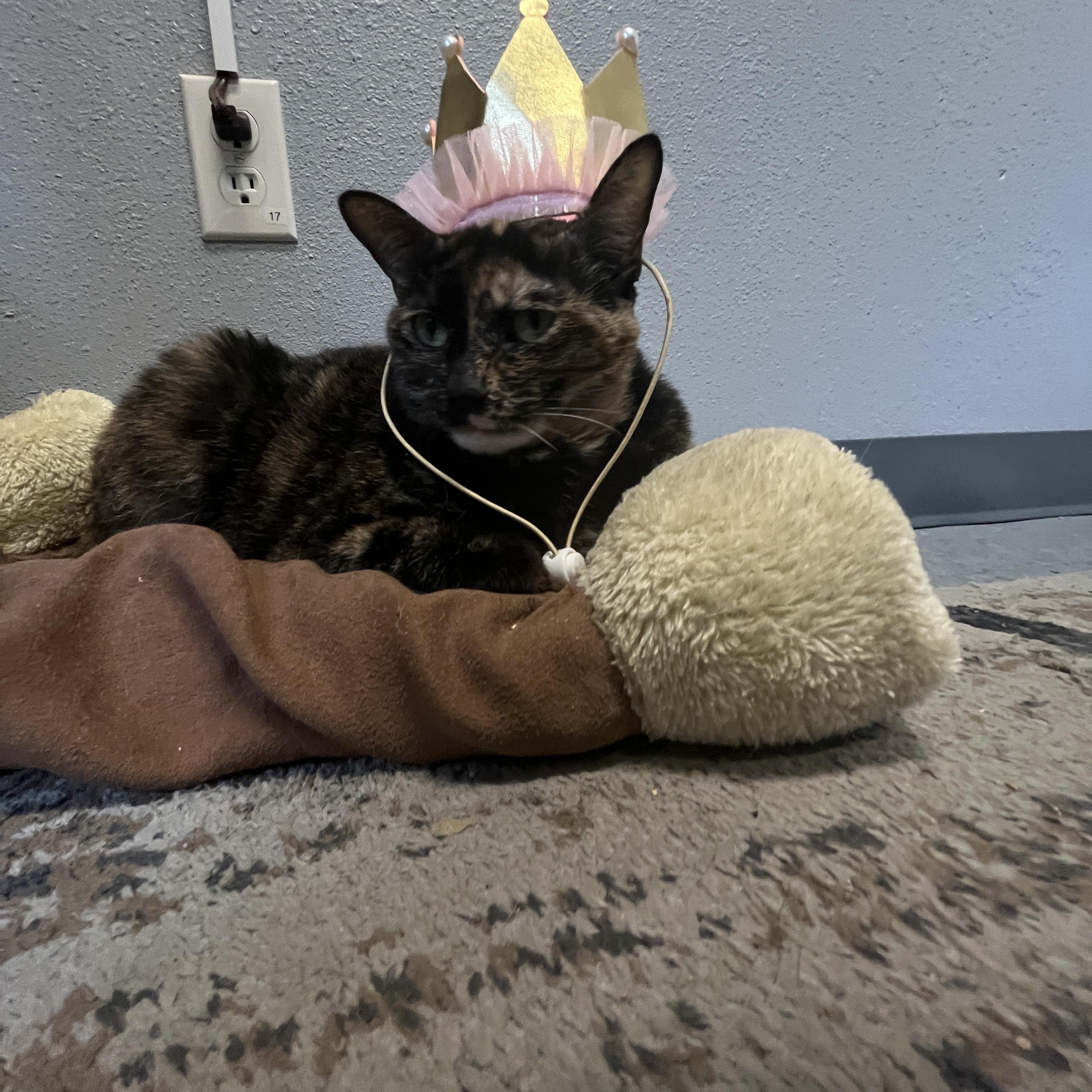 Enlarge Stella, a Adoptable Tortoiseshell in Weatherford, TX image 4/5