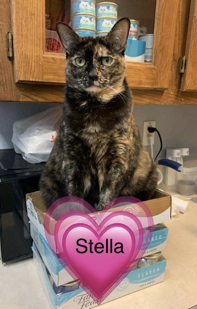 Enlarge Stella, a Adoptable Tortoiseshell in Weatherford, TX image 5/5