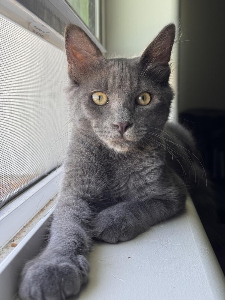 Enlarge Grayson, a Adoptable Domestic Medium Hair in Green Valley, AZ image 1/6