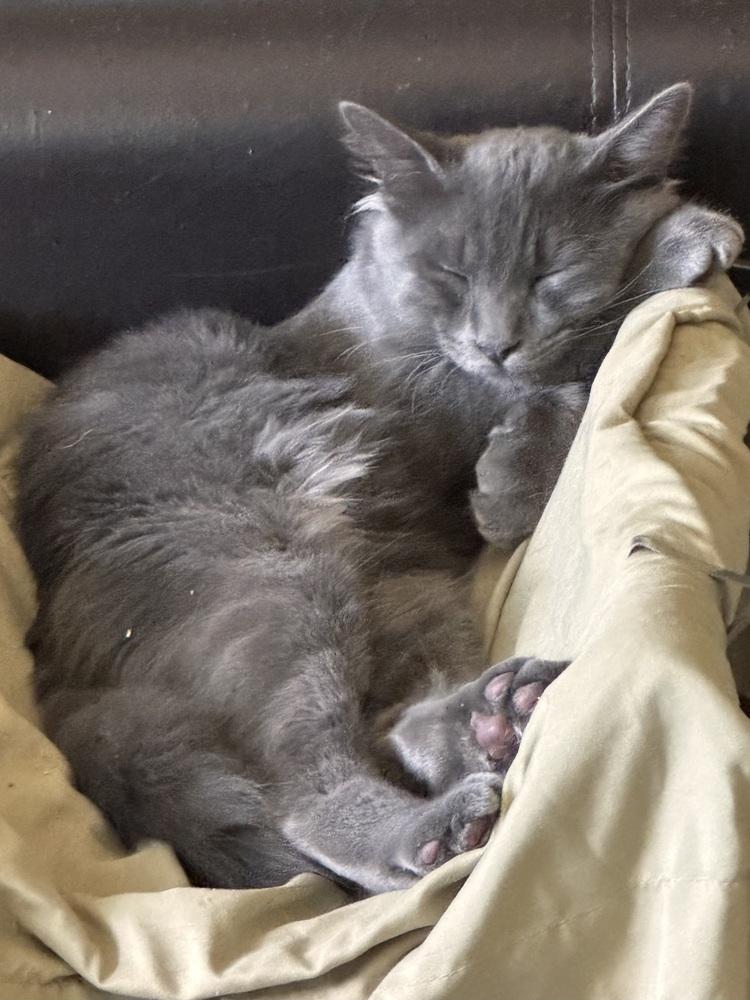 Enlarge Grayson, a Adoptable Domestic Medium Hair in Green Valley, AZ image 3/6