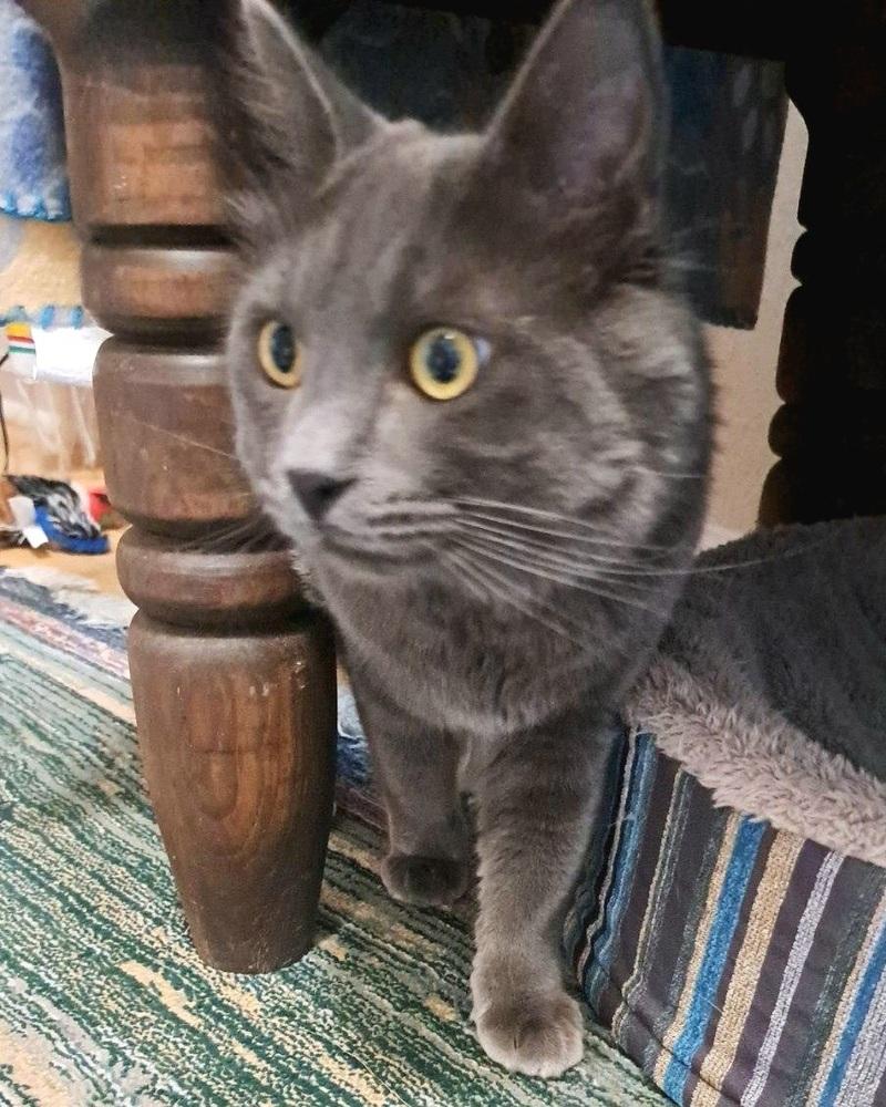 Enlarge Grayson, a Adoptable Domestic Medium Hair in Green Valley, AZ image 4/6