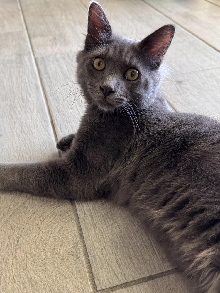 Enlarge Grayson, a Adoptable Domestic Medium Hair in Green Valley, AZ image 6/6