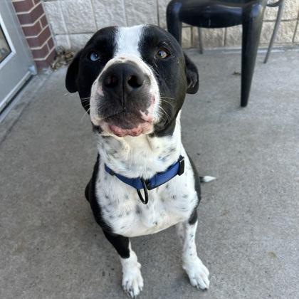 Zeus, Adoptable, Adult Male Pit Bull Terrier & Mixed Breed.