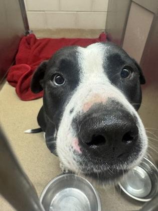 Zeus, Adoptable, Adult Male Pit Bull Terrier & Mixed Breed.