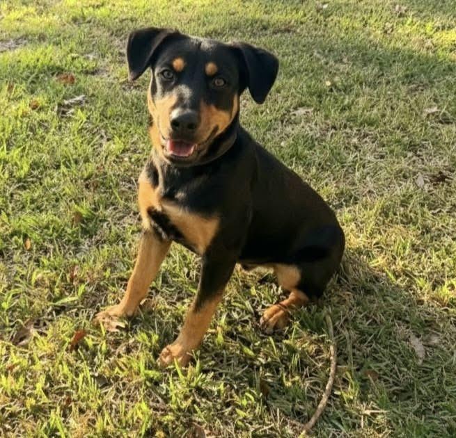 Enlarge Pawl Rudd, a ADOPTABLE mixed breed in Cypress, TX image 3/5