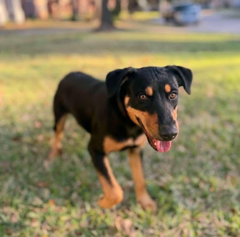 Enlarge Pawl Rudd, a ADOPTABLE mixed breed in Cypress, TX image 4/5
