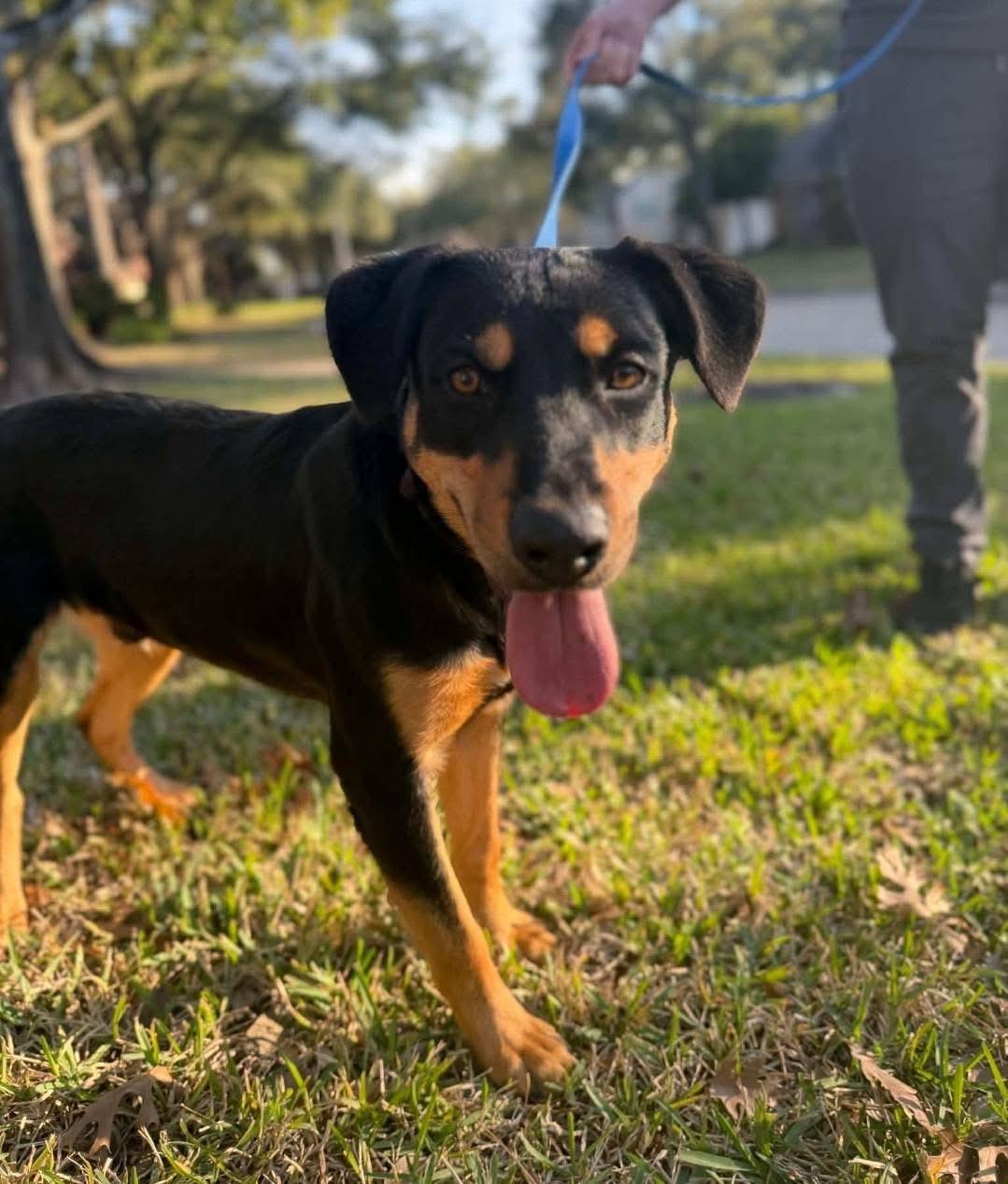 Enlarge Pawl Rudd, a ADOPTABLE mixed breed in Cypress, TX image 2/5