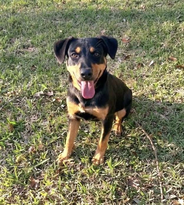 Enlarge Pawl Rudd, a ADOPTABLE mixed breed in Cypress, TX image 5/5