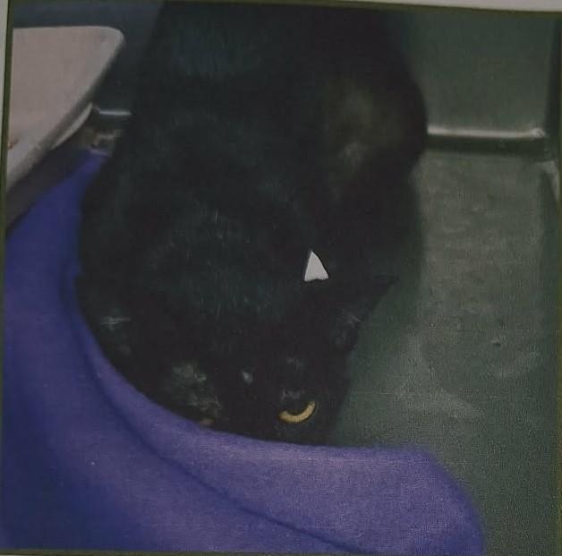 Enlarge Esme, a Adoptable Domestic Short Hair in Randolph, AL image 1/1