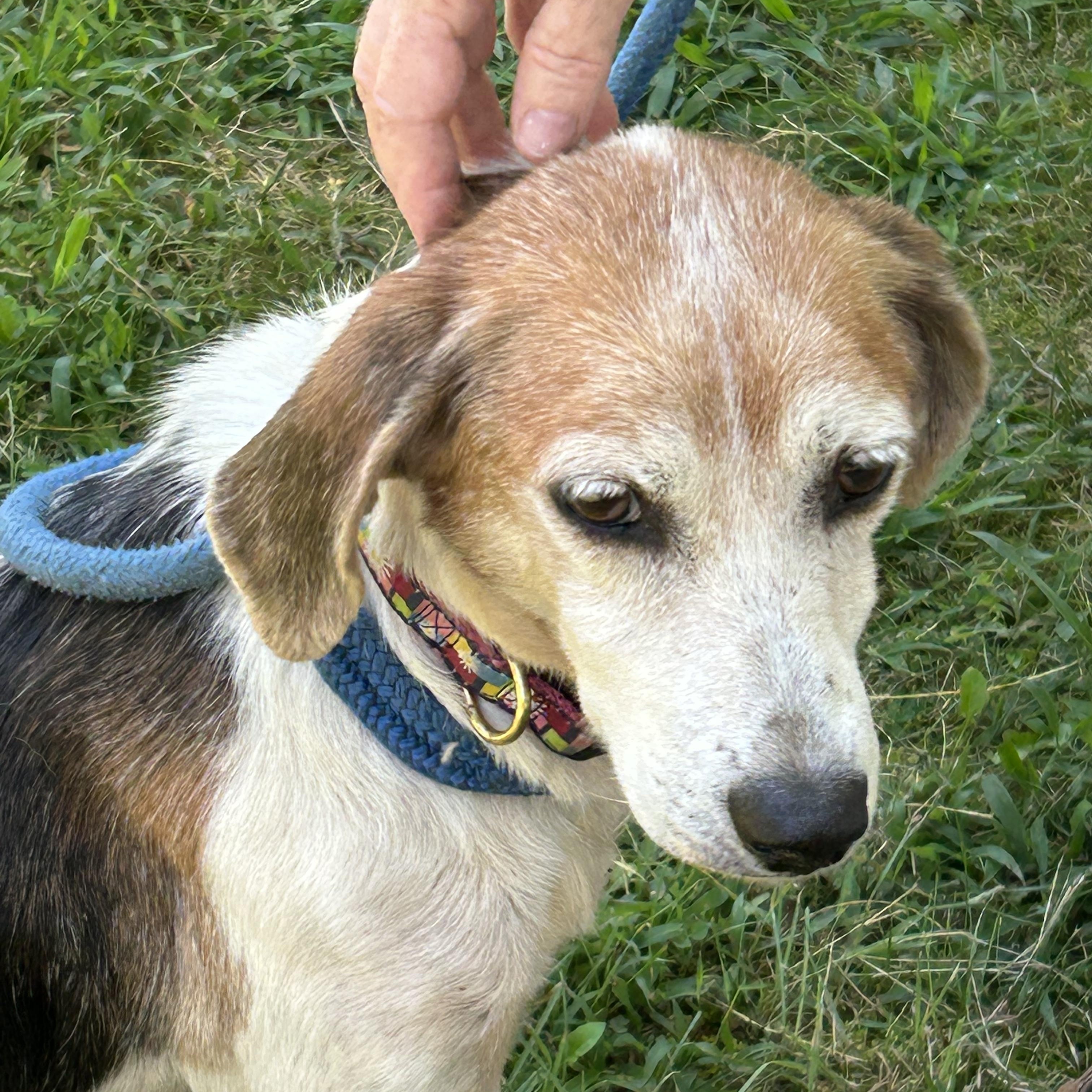 Pumpkin Pie, an adopted mixed breed in Charles City, VA image 1/4
