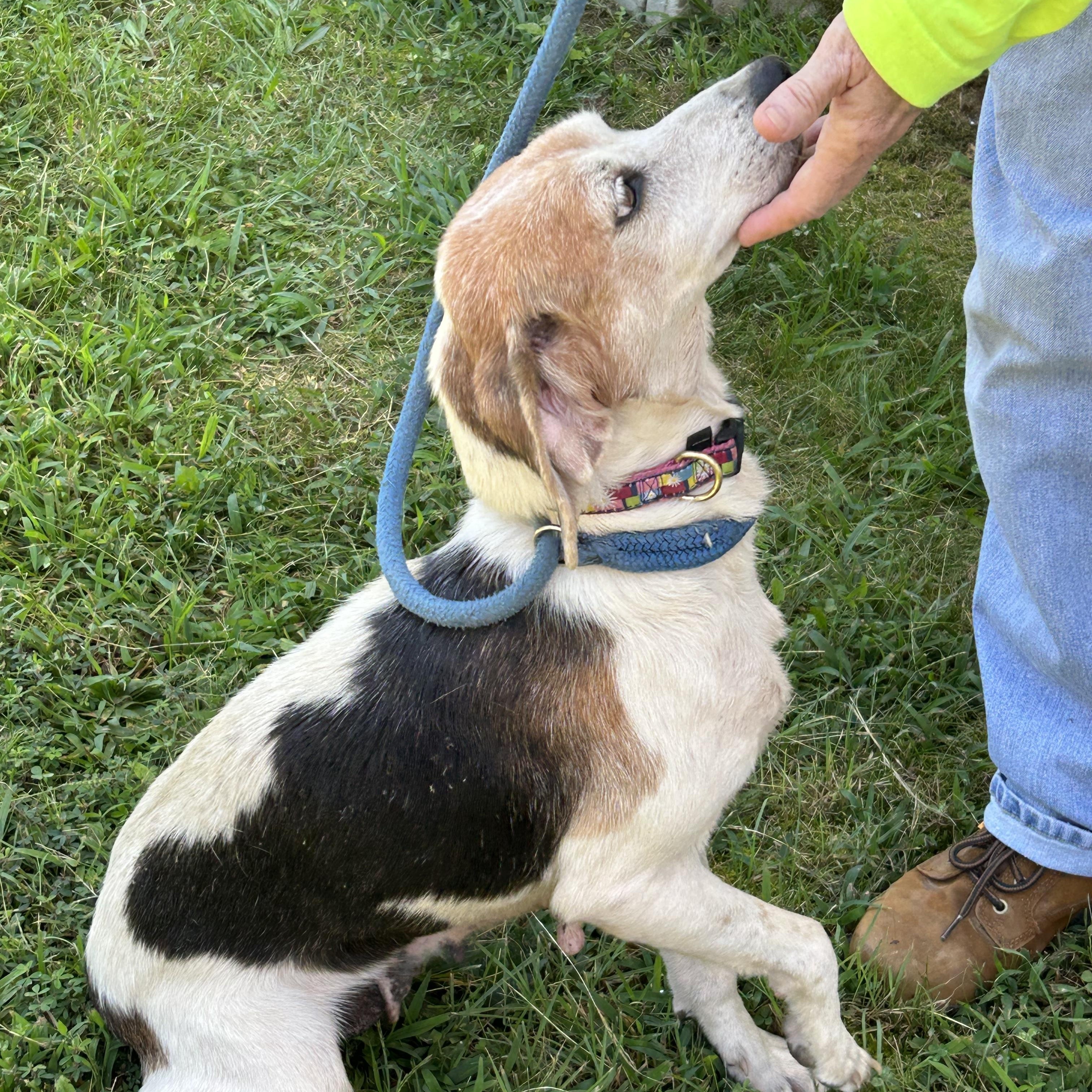 Pumpkin Pie, an adopted mixed breed in Charles City, VA image 2/4