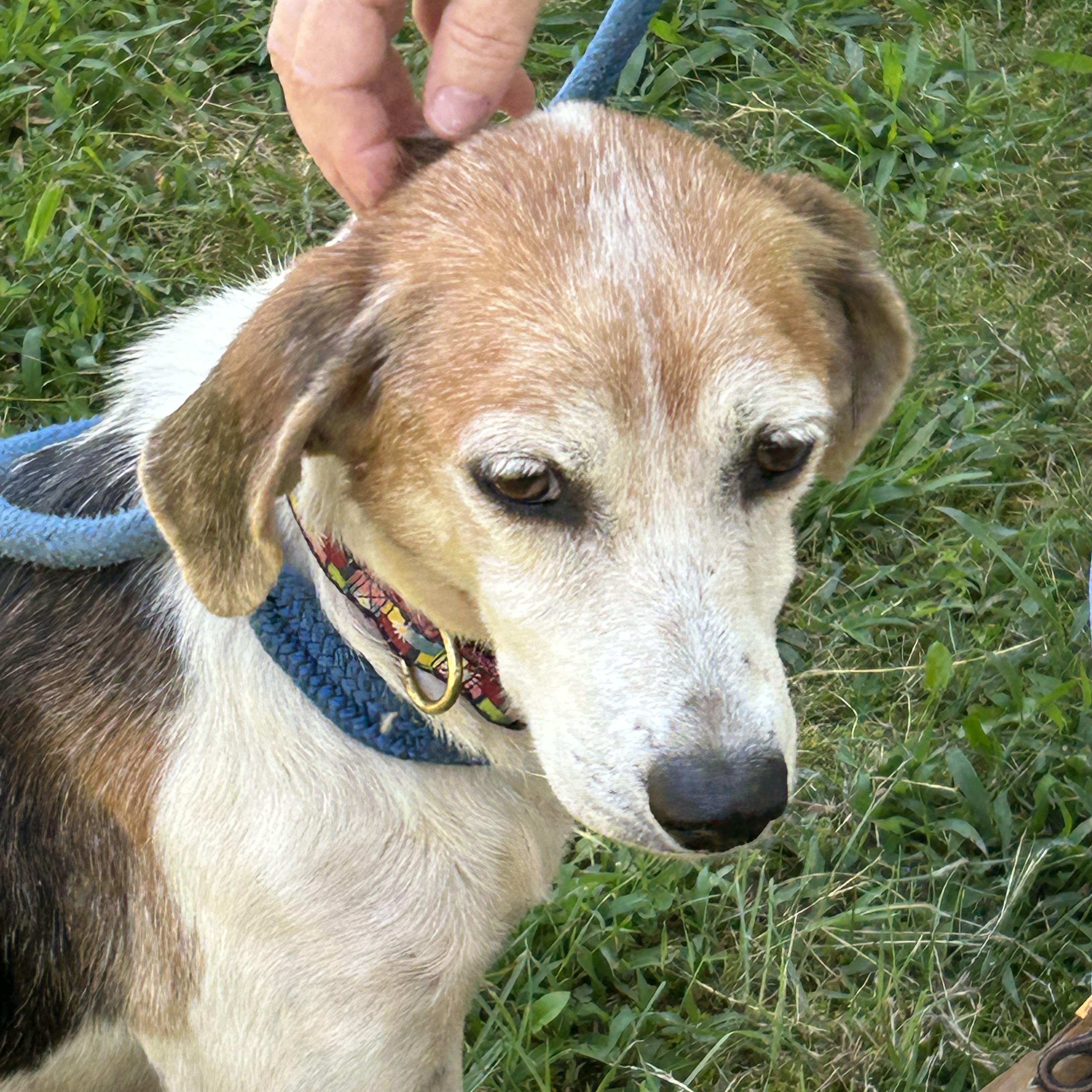Pumpkin Pie, Adoptable, Senior Female Hound.