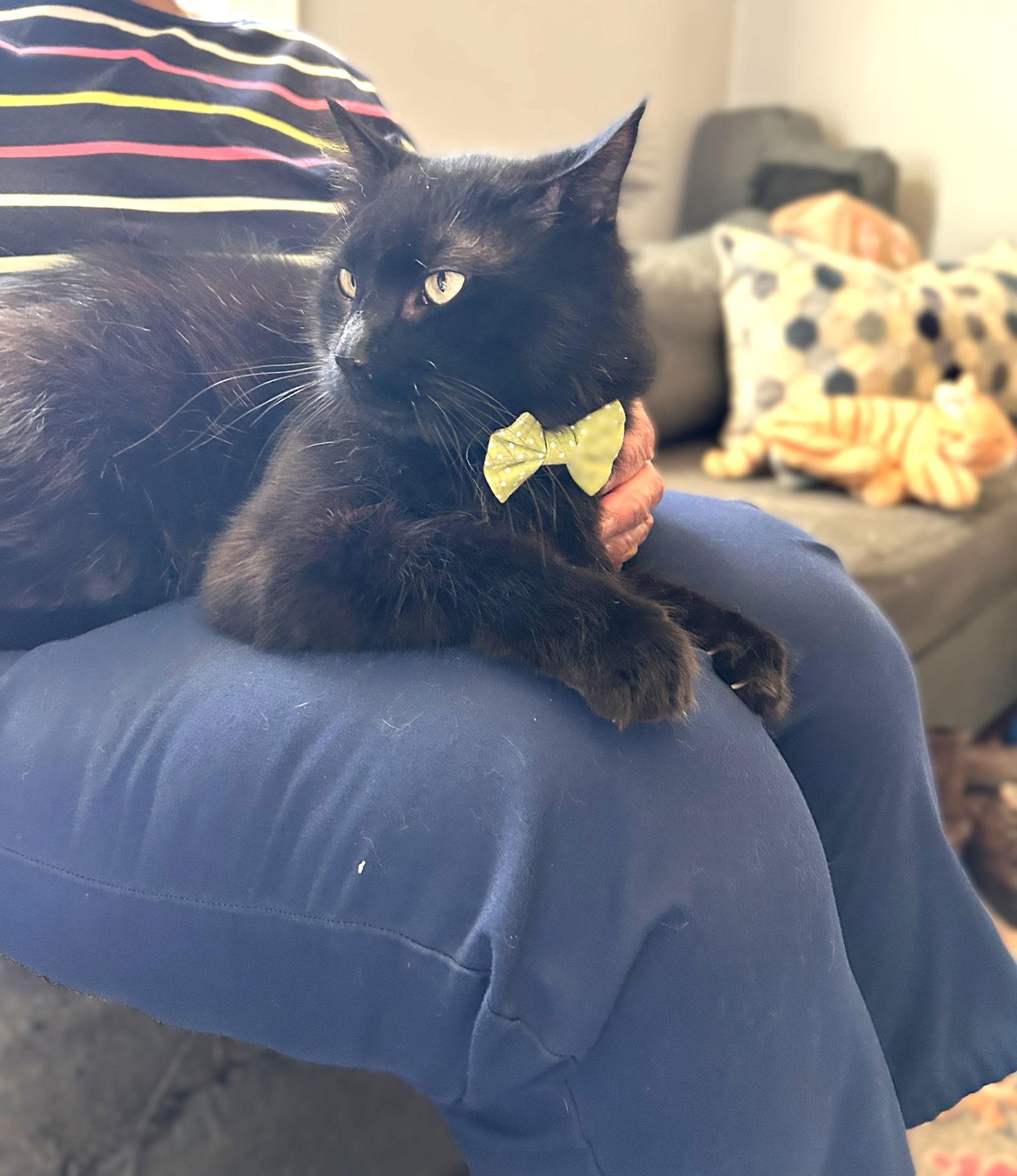 Pedro Pawscal, Adoptable, Adult Male Domestic Short Hair.