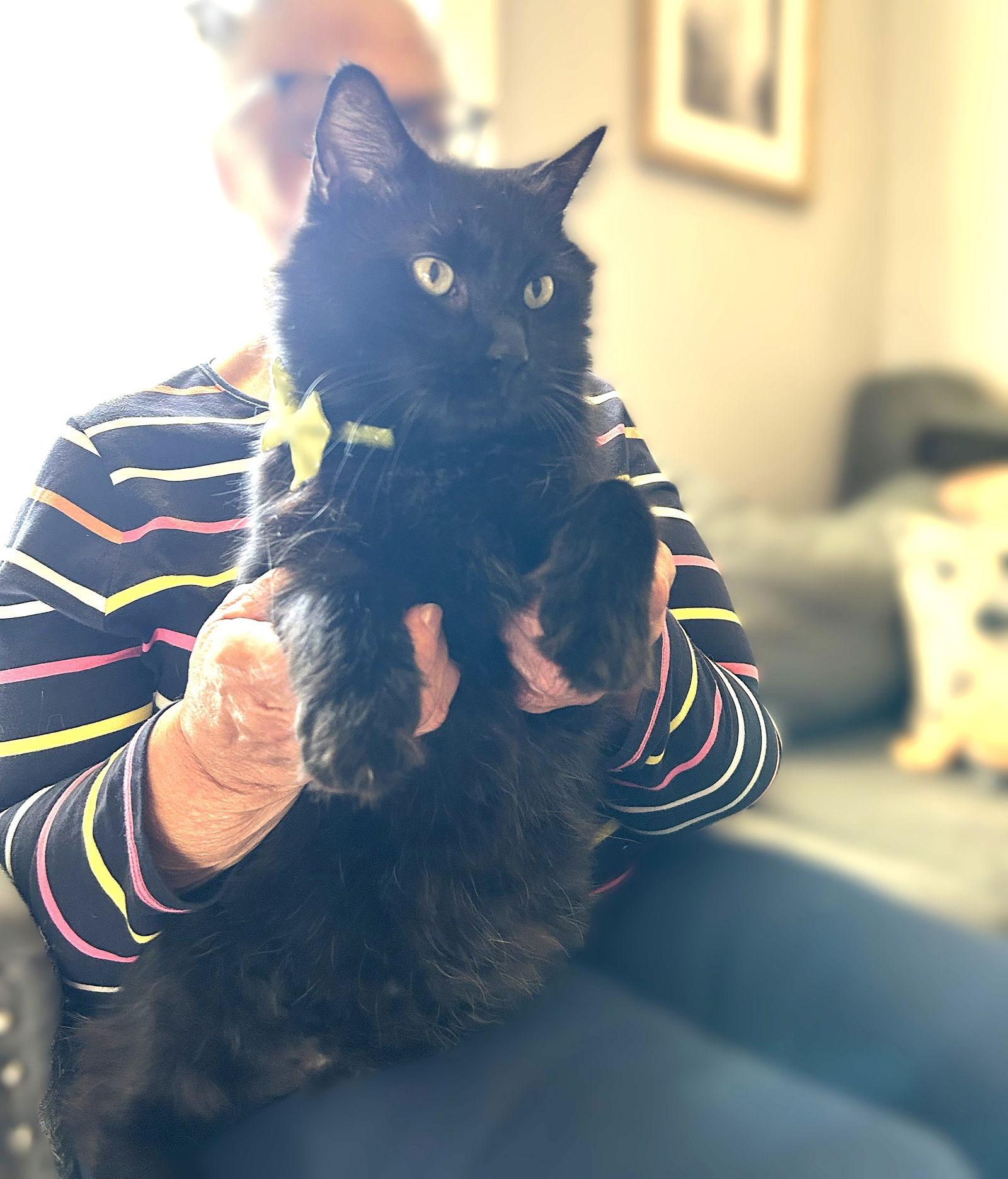 Pedro Pawscal, a Adoptable Domestic Short Hair in Ellicott City, MD image 2/3