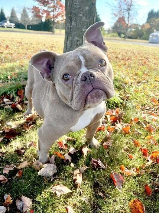 Enlarge Passion Fruit, a Adoptable mixed breed in Milton, DE image 1/1