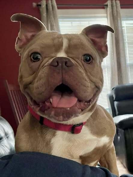 Passion Fruit, a Adoptable mixed breed in Milton, DE image 3/3